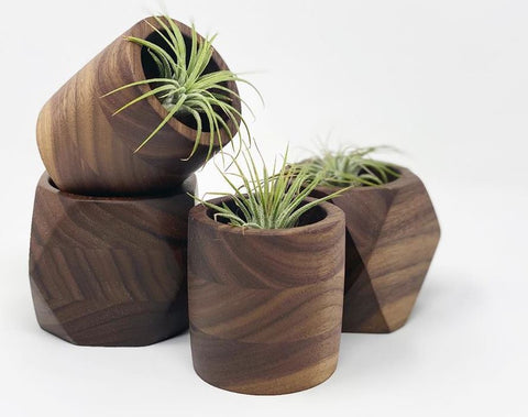 RESTOCK COMING SOON! Cylindrical Walnut Air Plant Holder (plant included)
