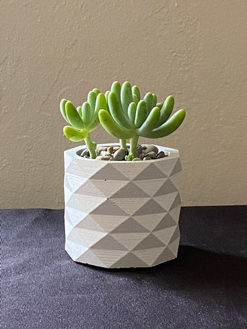 Succulent in Cylindrical Concrete Planter